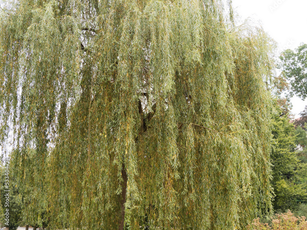 Foto de Stock Salix alba 'Tristis' | Hänge-Weide oder Trauer-Weide ...