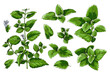 Set of green branches, melissa leaves, botanical vector illustration on white background.