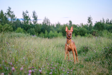 The young adult pharaoh hound breed dog walks in nature. Evening time grass field.