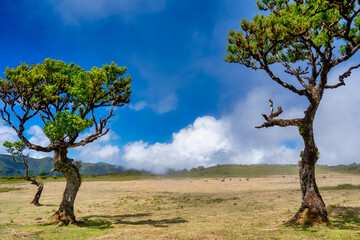 Wall Mural - Beautiful laurel trees in the afternoon sunset in the Fanal Forest, Madeira, Portugal. Cows grazing on the background