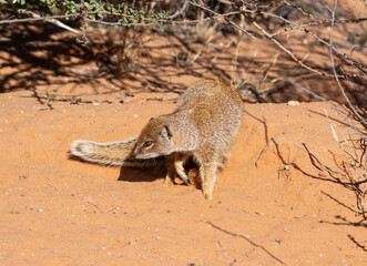 Wall Mural - Yellow Mongoose