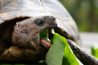 Schildkröte frisst Salat
