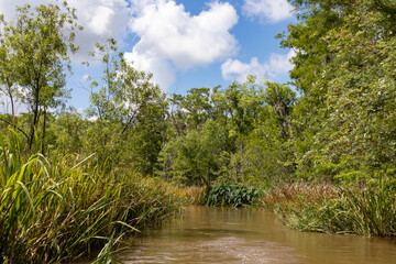 Wall Mural - Green Reeds and Trees in a Tranquil Landscape at Honey Island Swamp in Louisiana