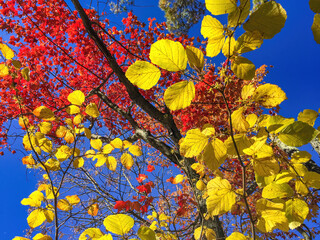 Wall Mural - Red and yellow leaves against the blue sky, foliage season