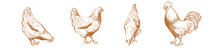 Chicken, Hen Bird. Poultry, Broiler, Farm Animal Feeding. Vintage Easter Card. Egg Packaging Design. Realistic Sketch, Line, Silhouette, Engraving Illustration.