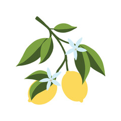 Wall Mural - Isolated hand drawn lemon branch illustration. Floral print. Sketch Exotic tropical citrus fresh fruit, lemons with leaves and flowers. Vector cartoon minimalistic style . Doodle pattern