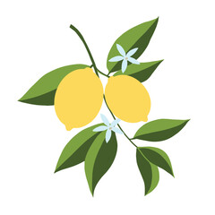 Wall Mural - Isolated hand drawn lemon branch illustration. Floral print. Sketch Exotic tropical citrus fresh fruit, lemons with leaves and flowers. Vector cartoon minimalistic style . Doodle pattern