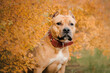American staffordshire terrier dog breed. Fall season. Dog at the autumn background. Dog portrait
