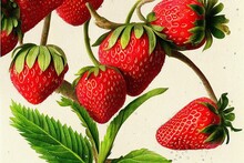 Antique Botanical Illustration Strawberries