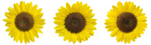 Sunflowers Clipart Png