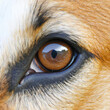 eye of the dog