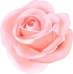 Wall Mural - Elegant 3D realistic pink rose flower