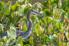 Blue Egret Catches A Fish In A Marsh
