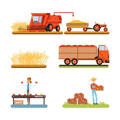 Poster - Wheat and tomato harvesting and sorting set. Farm products production cartoon vector illustration