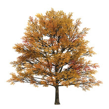 Autumn Tree, Isolate On A Transparent Background, 3d Illustration