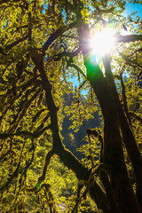 Wall Mural - Sun shining through trees in the rainforest with mossy trunks in the autumn rainforest of the Silver Falls State Park, Oregon