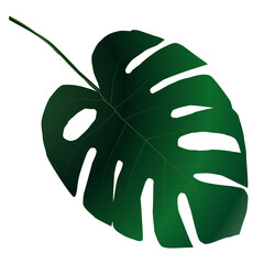 Wall Mural - png. green monstera leaf. tropical plant jungle leaves , png illustration, with transparency