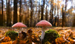 amanita muscaria mushrooms in autumn forest, natural bright sunny background. autumn season. Fly agaric, wild poisonous red mushroom in yellow-orange fallen leaves. harvest fungi concept.