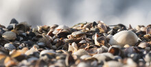 Panoramic Macro Image Of A Beach Made Of Shells On The Coast Of The Black Sea, Against The Background Of Blurry Bokeh Waves, On A Warm Summer Evening