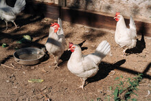 Free Range Chickens Living A Natural Outdoor Life. Free Range White Chicken Leghorn Breed