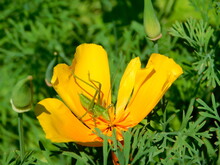A Grasshopper Eats Nectar From A Flower