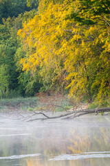 Wall Mural - Leaves start to change color along a creek in the mountains