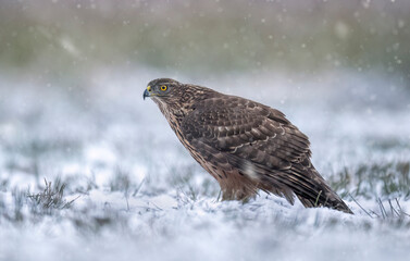 Wall Mural - Northern goshawk bird ( Accipiter gentilis )