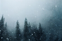 Starker Schneefall Im Wald Mit Tannenbäumen