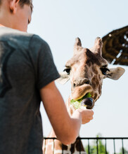 A Child Feeds A Hungry Giraffe Lettuce At The Zoo