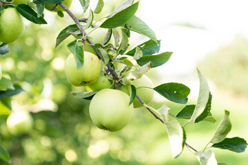 ripe green apple on a branch of an apple tree