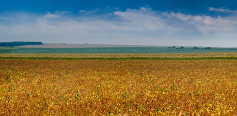 Wall Mural - soybean field ripening, yellowed golden leaves and agricultural landscape on the horizon