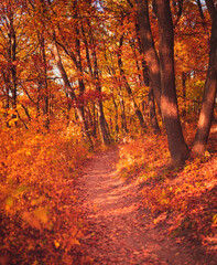 Wall Mural - Nice autumnal scene in the forest