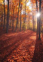 Wall Mural - Nice autumnal scene in the forest