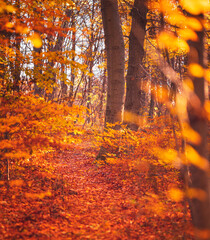 Wall Mural - Nice autumnal scene in the forest