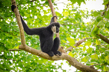 White Cheeked Gibbon Sitting In The Tree Tops At A Zoo In Tennessee.