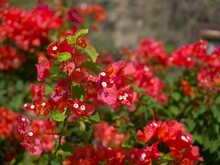 Red Bougainvillea (paper-like Flower) In The Garden