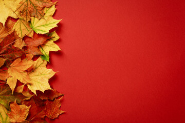 Wall Mural - Maple leaves on red background. Autumn, Thanksgiving Day sale banner design. Flat lay, top view, copy space.
