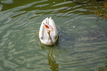 Poster - Pelican fishing in the lake. Wildlife photography.