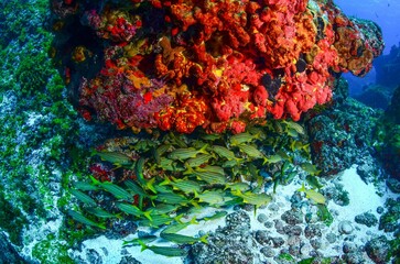 Bluestriped grunt fish shoal among corals in Fernando de Noronha. Marine life and scuba diving, Brazil