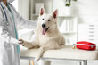 White Shepherd dog with female veterinarian in clinic