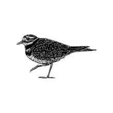 Killdeer Bird Hand Drawing Vector Illustration Isolated On Background