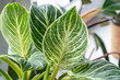 Close up of green leaf of philodendron birkin or new wave. plant in a pot on the windowsill at home. indoor gardening