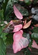 Beautiful pink and dark green variegated leaves of Philodendron Pink Princess, a rare tropical plant