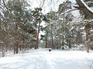 Wall Mural - winter snowy sunny forest landscape with pine trees, copy space