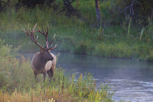 Rocky Mountain Elk With Majestic Antlers Stands By A Stream In Lush Riparian Vegetation During The Autumn Mating Season