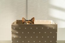 Cat Sitting Peeking Out Of Brown Box Illuminated By Bright Rays Of Sun. Pet Enjoys Relaxation And Resting In Flat Interior. Animal Obsessed With Cozy Boxes And Things And Loves To Play At Home