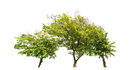 Trees on transparent picture background with clipping path, single tree with clipping path and alpha channel