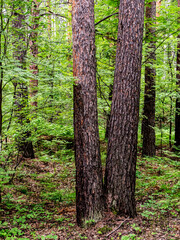 Wall Mural - pine trunks in the pine forest in summer