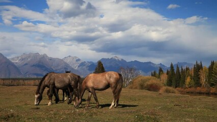 Wall Mural - autumn in highlands. horses graze on meadow on bank of irkut river against background of mountain ra
