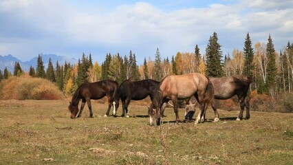 Wall Mural - horses graze in a meadow in a foothill valley on a sunny september day. rural autumn landscape. bury